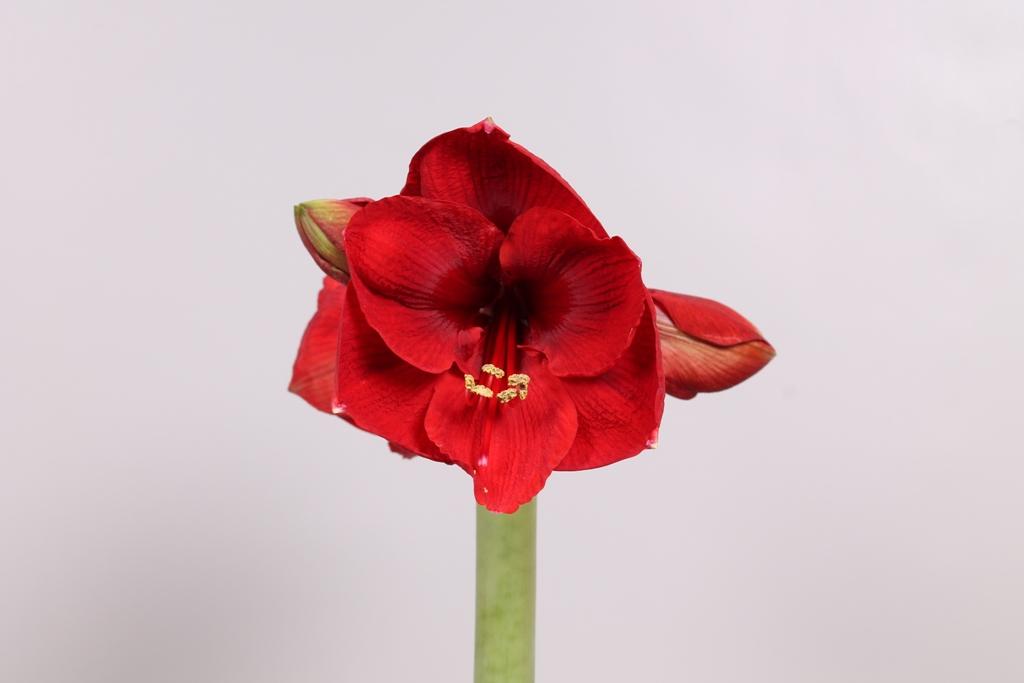 Amaryllis Red